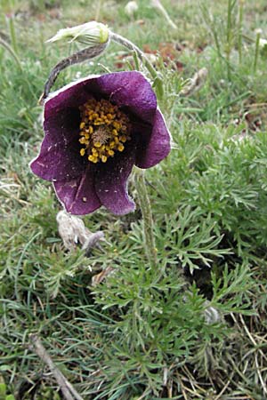 Pulsatilla rubra \ Rote Kuhschelle / Red Pasque-Flower, F Pyrenäen/Pyrenees, Eyne 14.5.2007