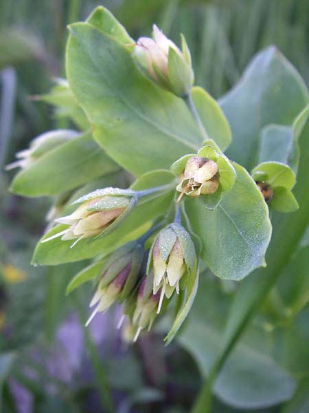 Cerinthe minor \ Kleine Wachsblume / Lesser Honeywort, F Col de Lautaret 22.6.2008