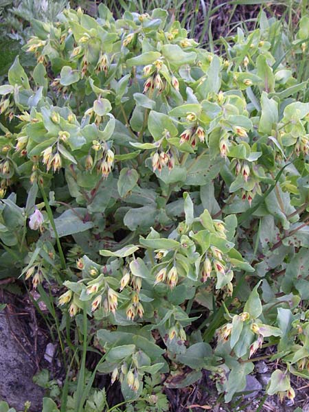 Cerinthe minor \ Kleine Wachsblume / Lesser Honeywort, F Col de Lautaret 22.6.2008