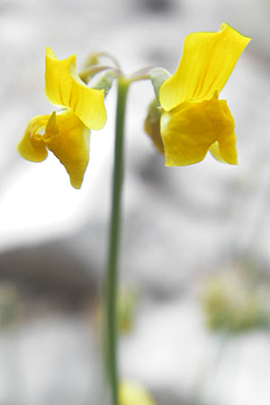 Coronilla glauca \ Blaugr&uuml;ne Kronwicke / Mediterranean Scorpion Vetch, F Vissec 30.5.2009