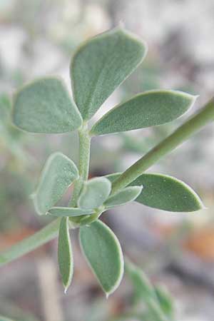 Coronilla glauca \ Blaugr&uuml;ne Kronwicke / Mediterranean Scorpion Vetch, F Vissec 30.5.2009