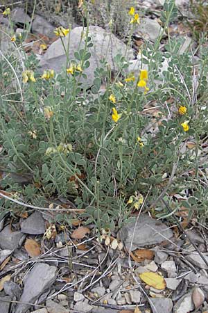 Coronilla glauca \ Blaugr&uuml;ne Kronwicke / Mediterranean Scorpion Vetch, F Vissec 30.5.2009