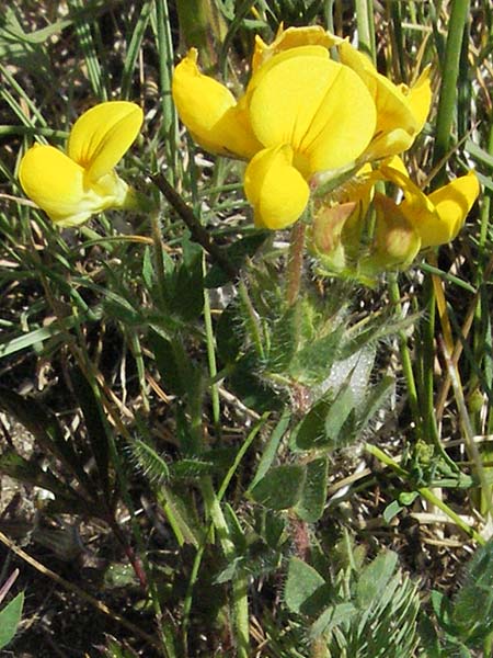 Lotus corniculatus subsp. hirsutus \ Behaarter Gewhnlicher Hornklee / Bird's-Foot Deervetch, F Causse du Larzac 7.6.2006