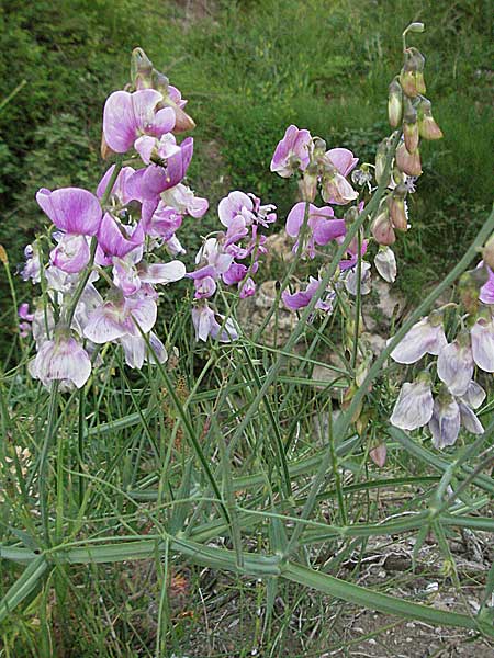 Lathyrus latifolius \ Breitblttrige Platterbse / Broad-Leaved Everlasting Pea, F Causse du Larzac 7.6.2006