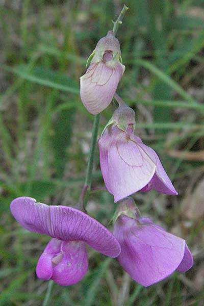 Lathyrus latifolius \ Breitblttrige Platterbse / Broad-Leaved Everlasting Pea, F Dept. Aveyron,  Fondamente 8.6.2006