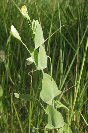 Lathyrus aphaca \ Ranken-Platterbse / Yellow Vetchling, F Causse du Larzac 8.6.2006