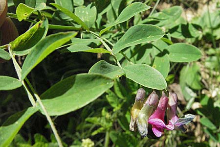Lathyrus niger \ Schwarze Platterbse / Black Pea, F Allevard 11.6.2006
