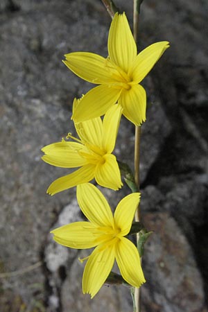 Lactuca viminea subsp. chondrilliflora \ Westlicher Ruten-Lattich, F Pyren&auml;en, Prades 12.8.2006