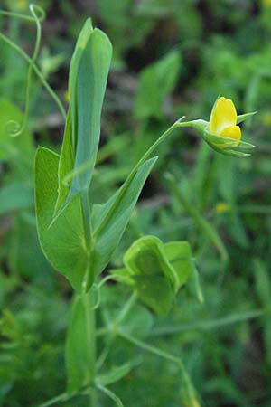 Lathyrus aphaca \ Ranken-Platterbse / Yellow Vetchling, F Le Muy 12.5.2007