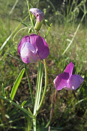 Lathyrus clymenum \ Purpur-Platterbse, F Maures, Bois de Rouquan 12.5.2007
