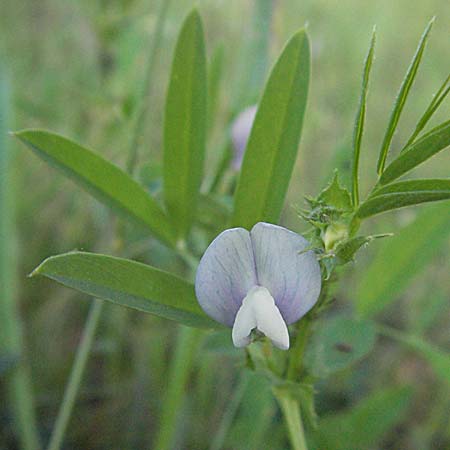Vicia bithynica \ Bithynische Wicke / Bithynian Vetch, F Maures, Bois de Rouquan 12.5.2007