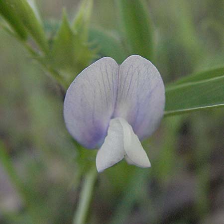 Vicia bithynica \ Bithynische Wicke / Bithynian Vetch, F Maures, Bois de Rouquan 12.5.2007