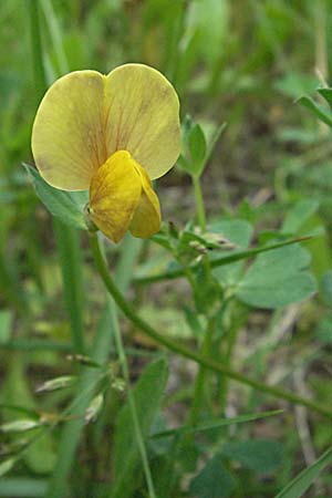 Lathyrus annuus \ Einj�hrige Platterbse / Fodder Pea, F Mauguio 13.5.2007