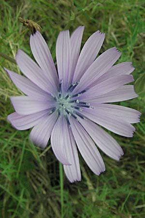 Lactuca perennis \ Blauer Lattich / Blue Lettuce, F Corbières, Talairan 13.5.2007