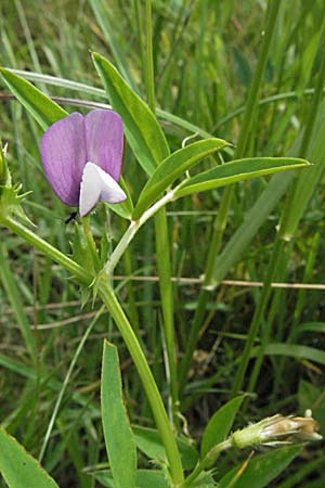 Vicia bithynica \ Bithynische Wicke / Bithynian Vetch, F Corbi&egrave;res, Talairan 13.5.2007