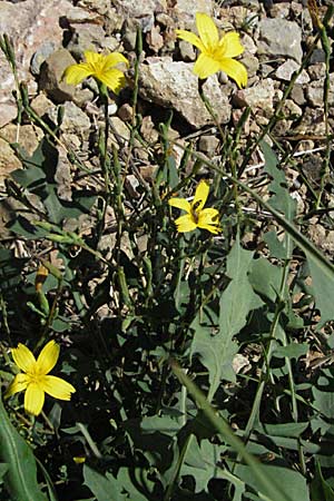 Lactuca viminea subsp. chondrilliflora \ Westlicher Ruten-Lattich, F Pyren&auml;en, Prades 14.5.2007