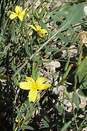 Lactuca viminea subsp. chondrilliflora \ Westlicher Ruten-Lattich, F Pyren&auml;en, Prades 14.5.2007