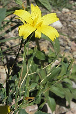Lactuca viminea subsp. chondrilliflora \ Westlicher Ruten-Lattich, F Pyren&auml;en, Prades 14.5.2007