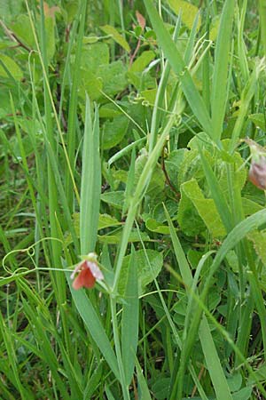 Lathyrus cicera \ Rote Platterbse / Red Vetchling, F Col de Boite 17.5.2007