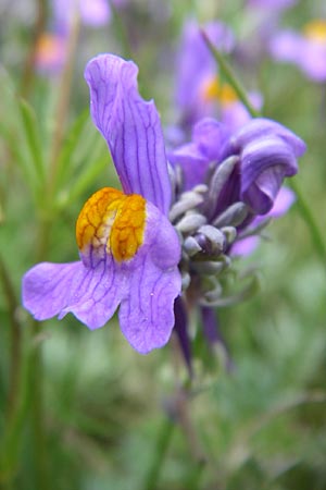 Linaria alpina \ Alpen-Leinkraut / Alpine Toadflax, F Pyrenäen/Pyrenees, Eyne 25.6.2008