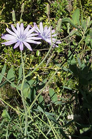 Lactuca perennis \ Blauer Lattich / Blue Lettuce, F Le Rozier (Tarn) 28.5.2009