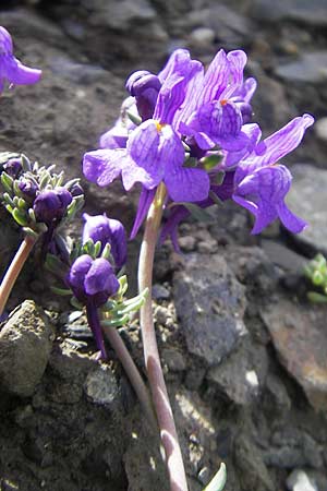 Linaria alpina \ Alpen-Leinkraut / Alpine Toadflax, F Pyrenäen/Pyrenees, Gourette 25.8.2011