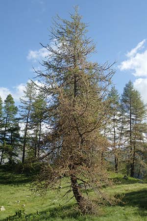 Larix decidua \ Europische Lrche / European Larch, F Col de la Cayolle 9.7.2016