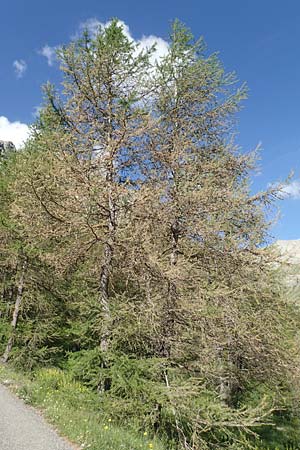 Larix decidua \ Europische Lrche / European Larch, F Col de la Cayolle 9.7.2016