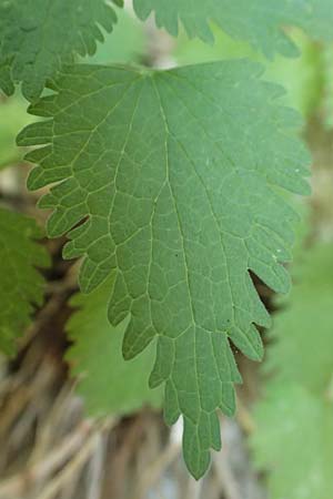 Lamium maculatum \ Gefleckte Taubnessel / Spotted Dead-Nettle, F Pyrenäen/Pyrenees, Sougia 23.7.2018