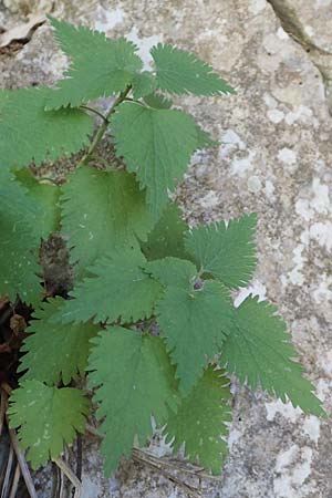 Lamium maculatum \ Gefleckte Taubnessel / Spotted Dead-Nettle, F Pyrenäen/Pyrenees, Sougia 23.7.2018