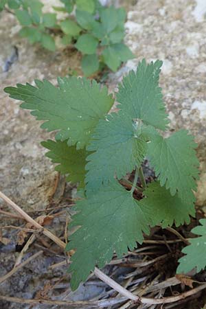 Lamium maculatum \ Gefleckte Taubnessel / Spotted Dead-Nettle, F Pyrenäen/Pyrenees, Sougia 23.7.2018