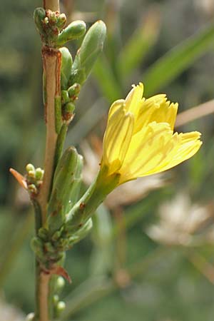 Lactuca viminea subsp. chondrilliflora \ Westlicher Ruten-Lattich, F Pyren&auml;en, Olette 8.8.2018