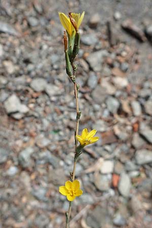Lactuca viminea subsp. chondrilliflora \ Westlicher Ruten-Lattich, F Pyren&auml;en, Olette 8.8.2018