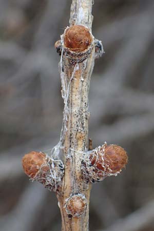 Larix decidua \ Europische Lrche / European Larch, F Queyras, Fontgillarde 30.4.2023