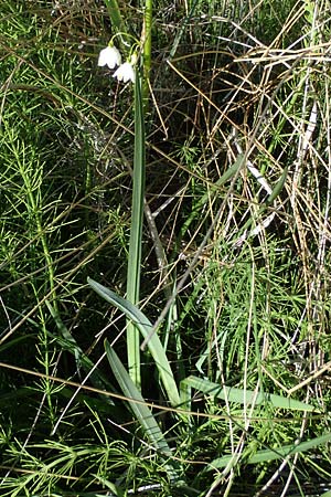 Leucojum aestivum \ Sommer-Knotenblume / Summer Snowflake, F Camargue,  Mas-Thibert 2.5.2023