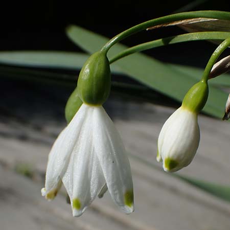 Leucojum aestivum \ Sommer-Knotenblume / Summer Snowflake, F Camargue,  Mas-Thibert 2.5.2023