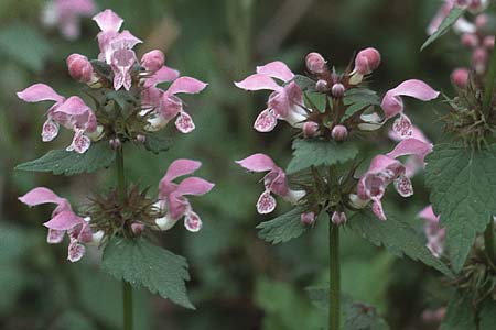 Lamium maculatum \ Gefleckte Taubnessel / Spotted Dead-Nettle, F Maures, Grimaud 11.5.1984