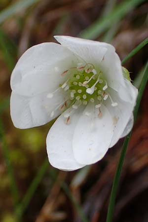 Hepatica nobilis \ Leberblmchen / Liverleaf, F Guillaumes 30.4.2023