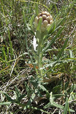 Rhaponticum coniferum \ Zapfenkopf / Pine-cone Thistle, Cone Knapweed, F Rochefort-en-Valdaine 10.6.2006