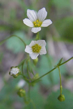 Linum catharticum \ Purgier-Lein / Fairy Flax, F Nyons 10.6.2006