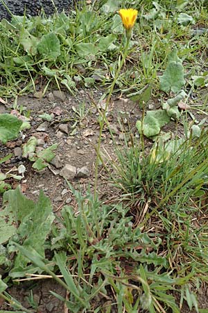 Leontodon crispus \ Krauser Lwenzahn / Hawkbit, F Col de la Bonette 8.7.2016