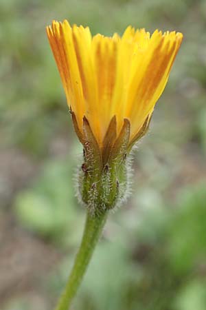 Leontodon crispus \ Krauser Lwenzahn / Hawkbit, F Col de la Bonette 8.7.2016