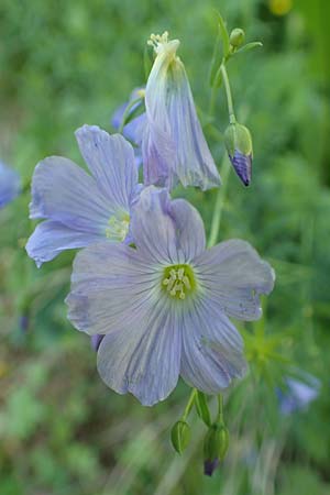 Linum austriacum subsp. collinum \ H&uuml;gel-Lein / Hill Flax, F Col de la Cayolle 9.7.2016