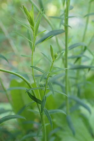 Linum austriacum subsp. collinum \ H&uuml;gel-Lein / Hill Flax, F Col de la Cayolle 9.7.2016