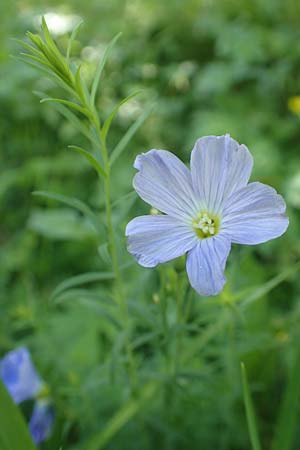 Linum austriacum subsp. collinum \ H&uuml;gel-Lein / Hill Flax, F Col de la Cayolle 9.7.2016
