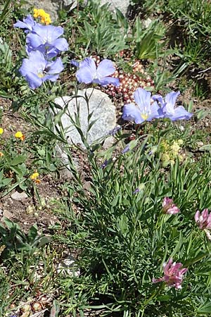 Linum austriacum subsp. collinum \ H&uuml;gel-Lein / Hill Flax, F Col de la Cayolle 9.7.2016