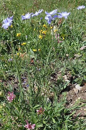 Linum austriacum subsp. collinum \ H&uuml;gel-Lein / Hill Flax, F Col de la Cayolle 9.7.2016