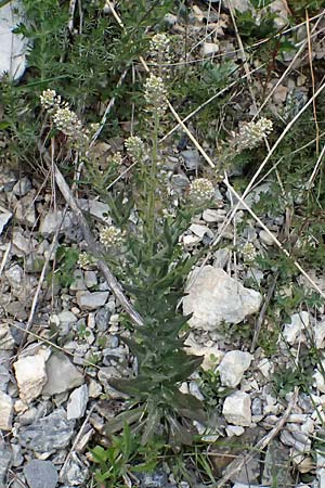 Lepidium campestre \ Feld-Kresse / Field Pepperwort, F Tende 17.5.2026