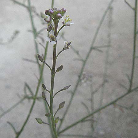 Lepidium graminifolium \ Grasblttrige Kresse / Tall Pepperwort, F Pyrenäen/Pyrenees, Eus 14.8.2006