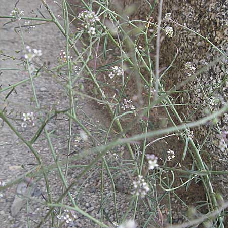 Lepidium graminifolium \ Grasblttrige Kresse / Tall Pepperwort, F Pyrenäen/Pyrenees, Eus 14.8.2006